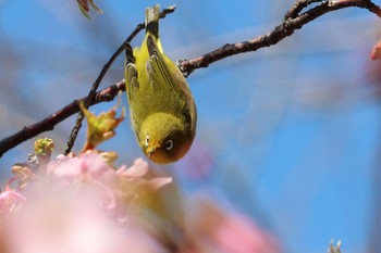 Warbling White-eye 山口県下松市笠戸島 Sun, 2/26/2023