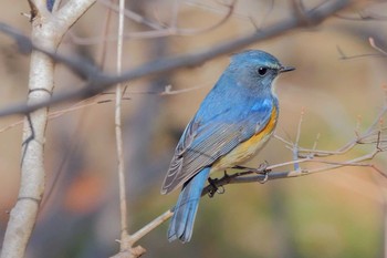 ルリビタキ 北本自然観察公園 2023年2月4日(土)