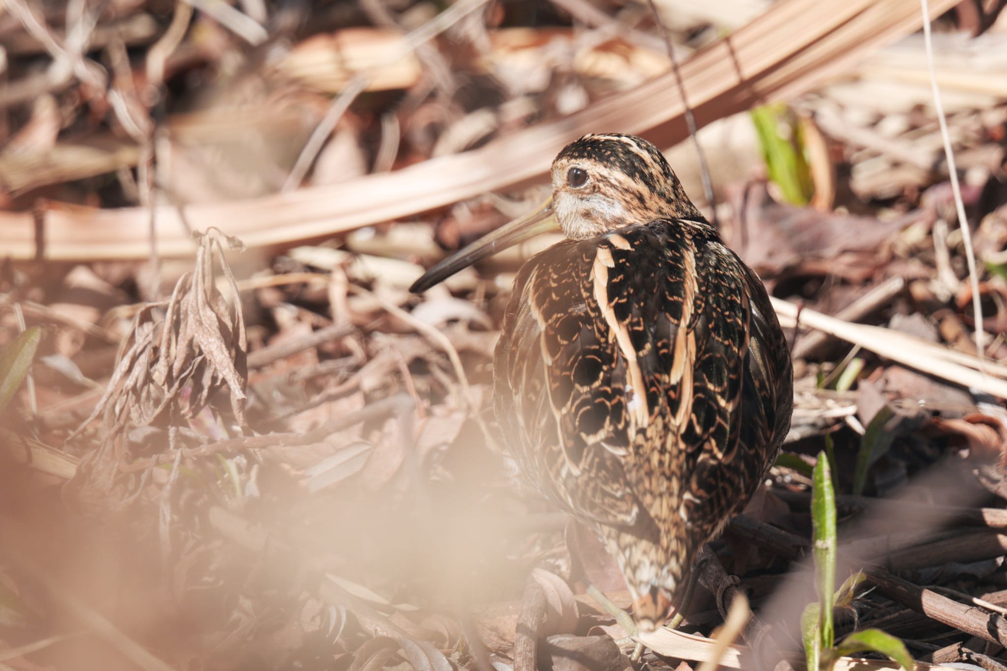 Photo of Common Snipe at Shin-yokohama Park by アポちん