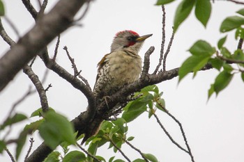 アオゲラ 三ツ池公園(横浜市鶴見区) 2018年5月3日(木)