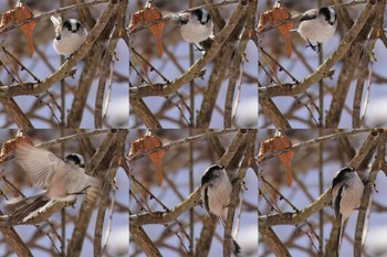 Long-tailed Tit Yamanakako Lake Tue, 2/28/2023