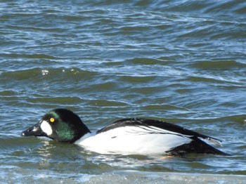 Common Goldeneye 大津漁港(中津郡豊頃町) Sun, 2/26/2023