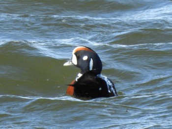 Harlequin Duck 大津漁港(中津郡豊頃町) Sun, 2/26/2023