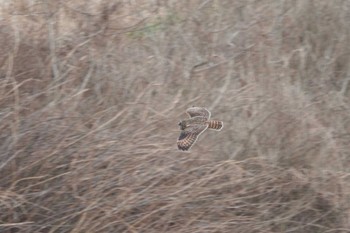 2023年2月18日(土) 熊谷市の野鳥観察記録