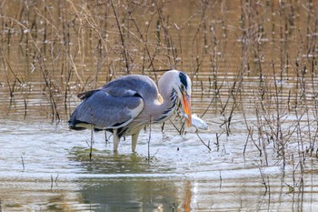 Grey Heron 加古大池 Mon, 2/6/2023