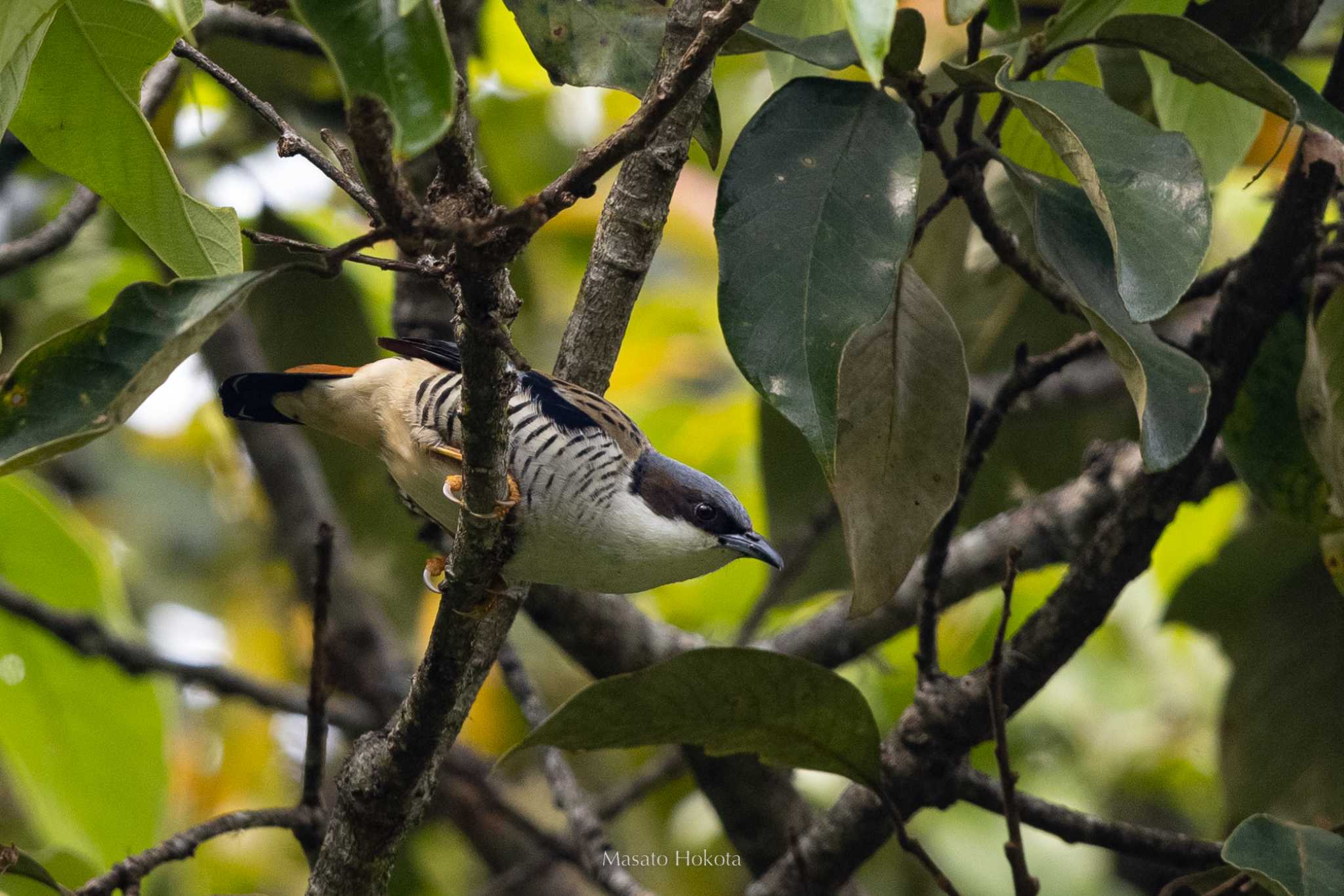 Photo of Himalayan Cutia at Doi Sanju by Trio