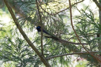 Black Paradise Flycatcher 神奈川県 Fri, 5/4/2018