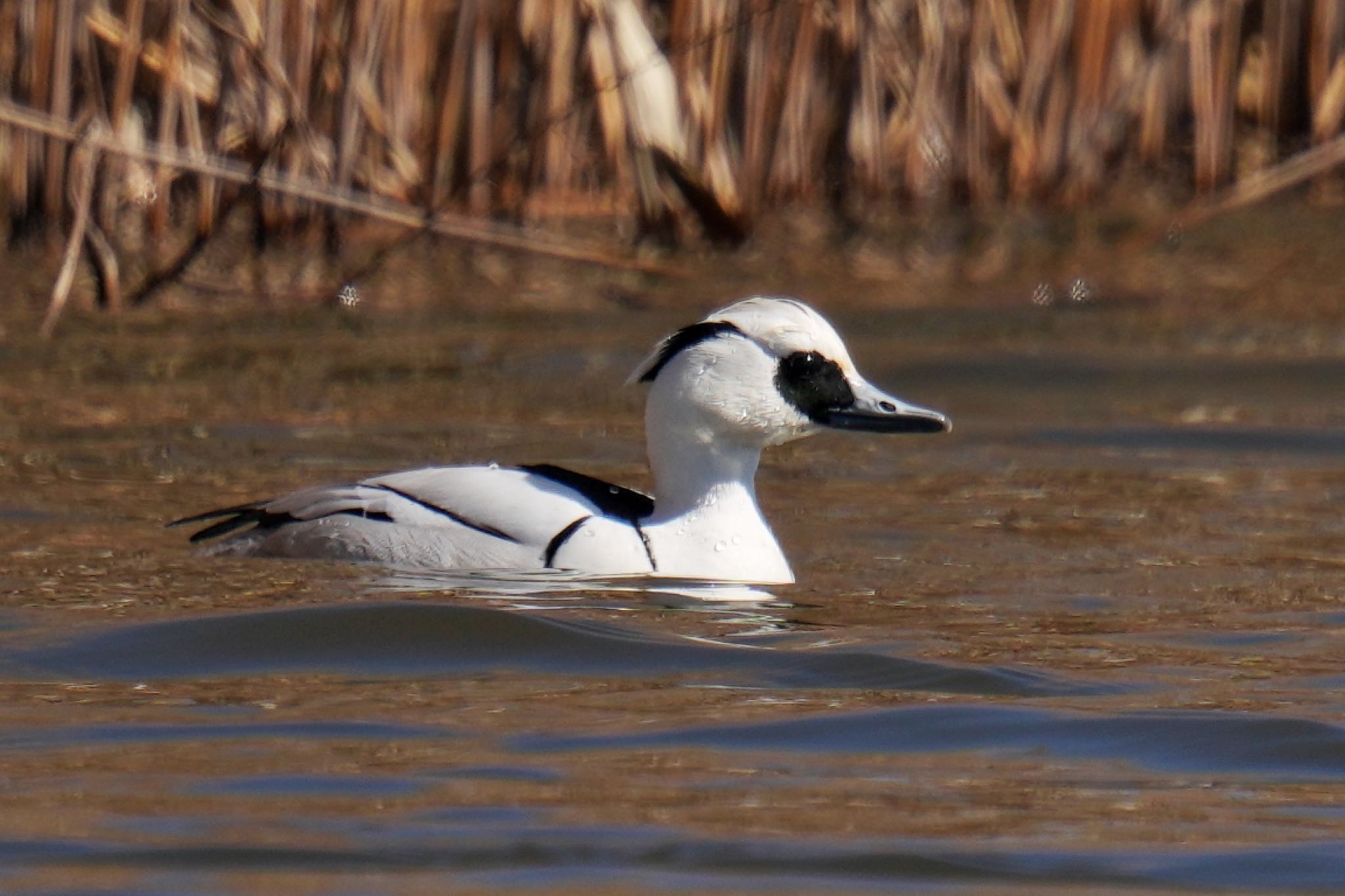 Smew