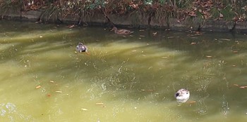 オナガガモ 大田区平和の森公園 2023年3月1日(水)