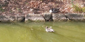 オナガガモ 大田区平和の森公園 2023年3月1日(水)