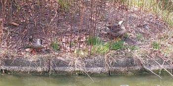 カルガモ 大田区平和の森公園 2023年3月1日(水)