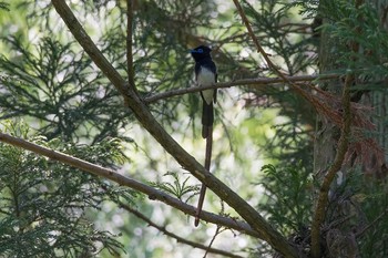 サンコウチョウ 神奈川県 2018年5月4日(金)