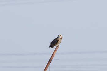 Short-eared Owl 稲敷市 1羽目は白面 Sat, 2/18/2023