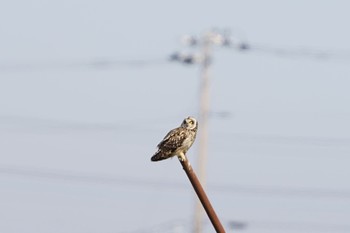 Short-eared Owl 3羽目は1羽目より少し濃い模様 Sat, 2/18/2023