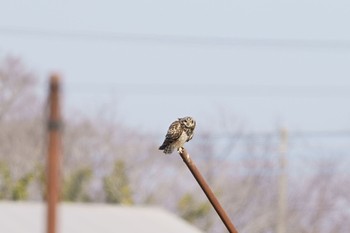 Short-eared Owl 稲敷市 2羽目は額に太陽 Sat, 2/18/2023