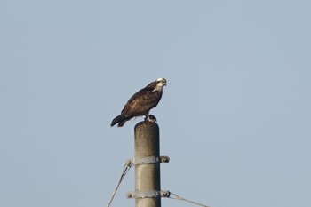 Osprey Inashiki Sat, 2/18/2023