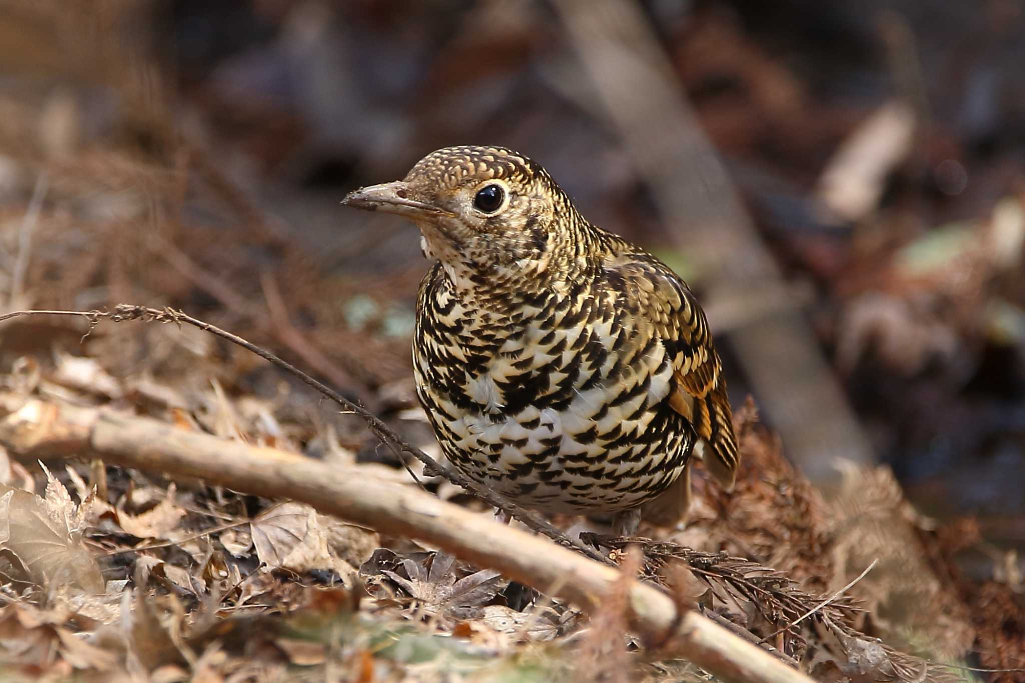 Photo of White's Thrush at 大町公園(市川市) by uraku