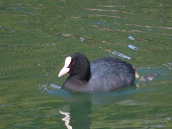 オオバン 酒津公園 2023年3月1日(水)