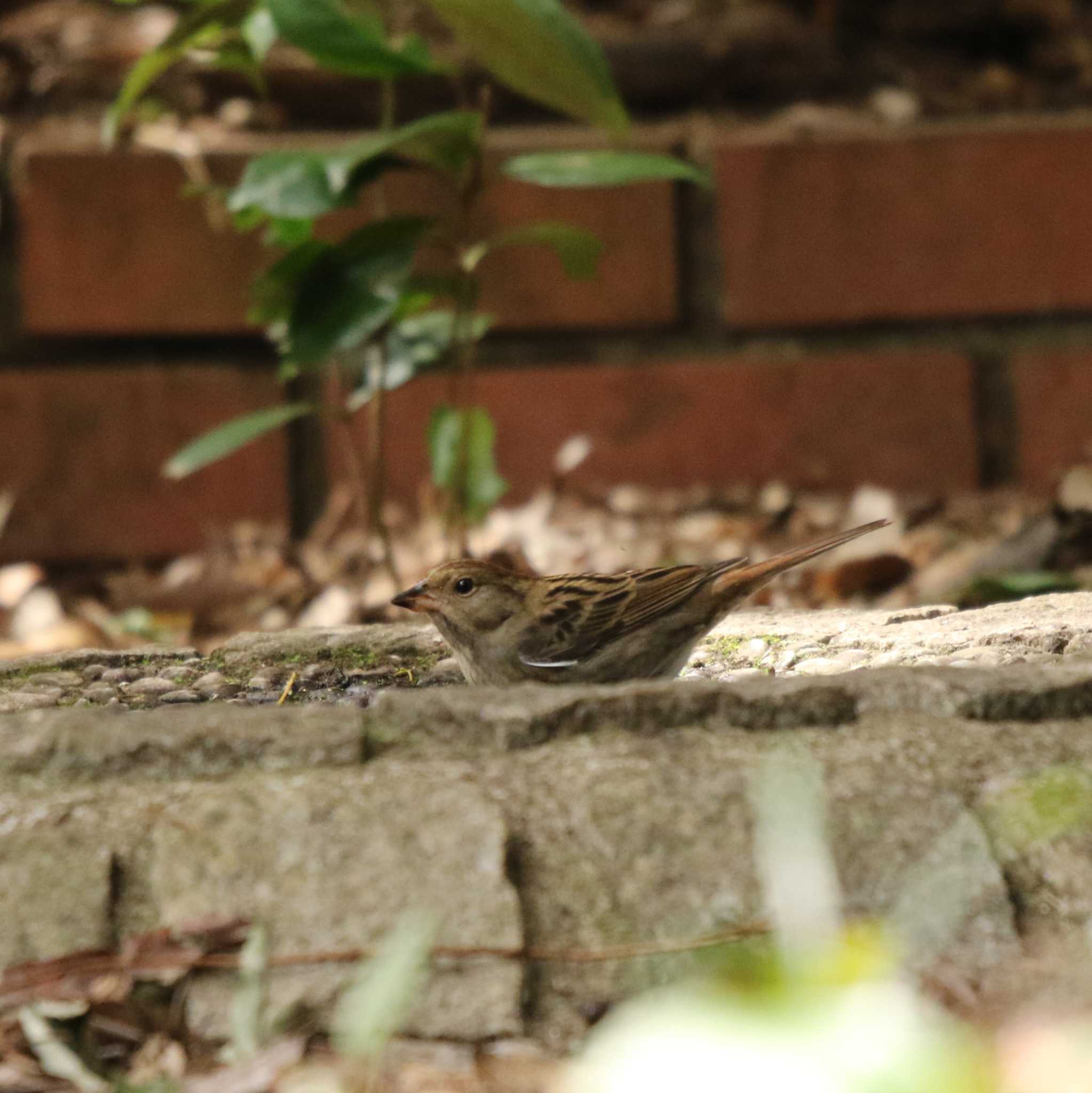 Grey Bunting