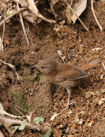 Eurasian Wren 七沢 Wed, 3/1/2023