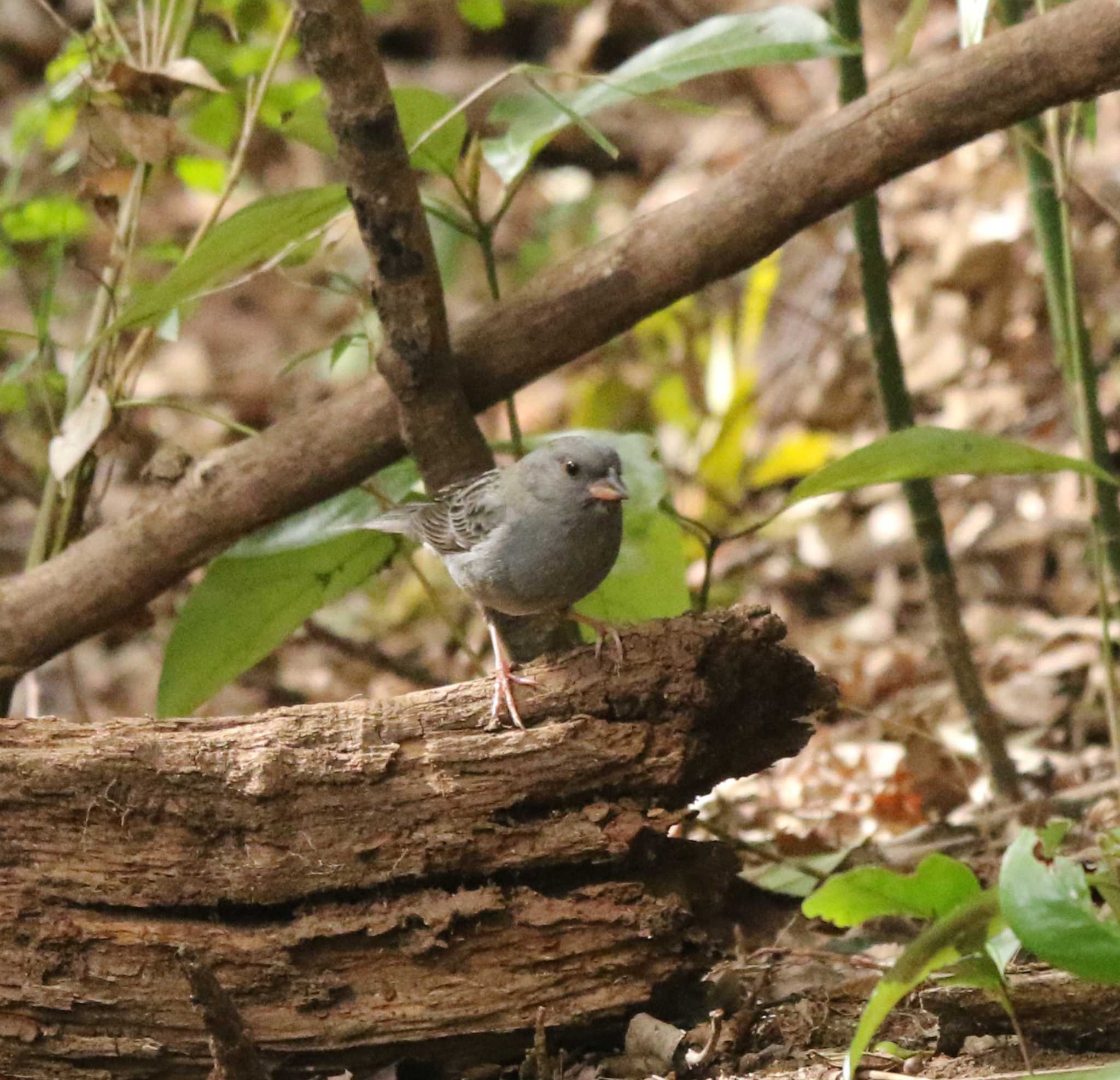 Grey Bunting