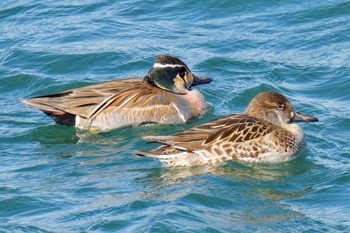 Baikal Teal 狭山湖 Sat, 2/25/2023