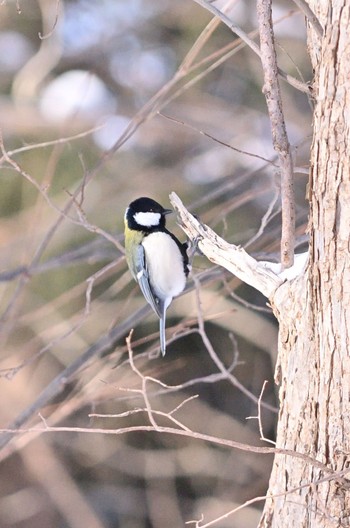 2023年1月26日(木) 星観緑地(札幌市手稲区)の野鳥観察記録