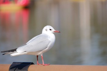 ユリカモメ 千波湖 2023年3月1日(水)