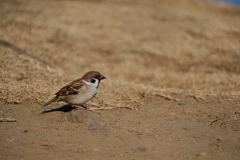 Eurasian Tree Sparrow 千波湖 Wed, 3/1/2023
