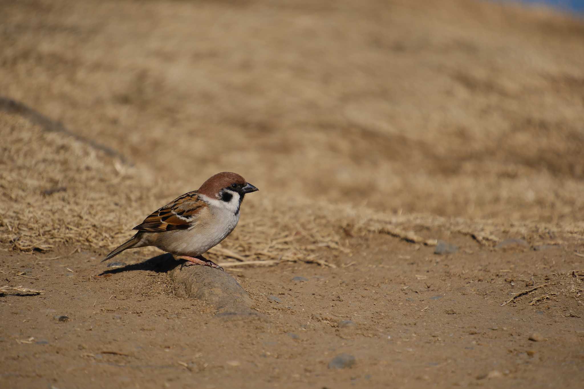 Photo of Eurasian Tree Sparrow at 千波湖 by MNB EBSW