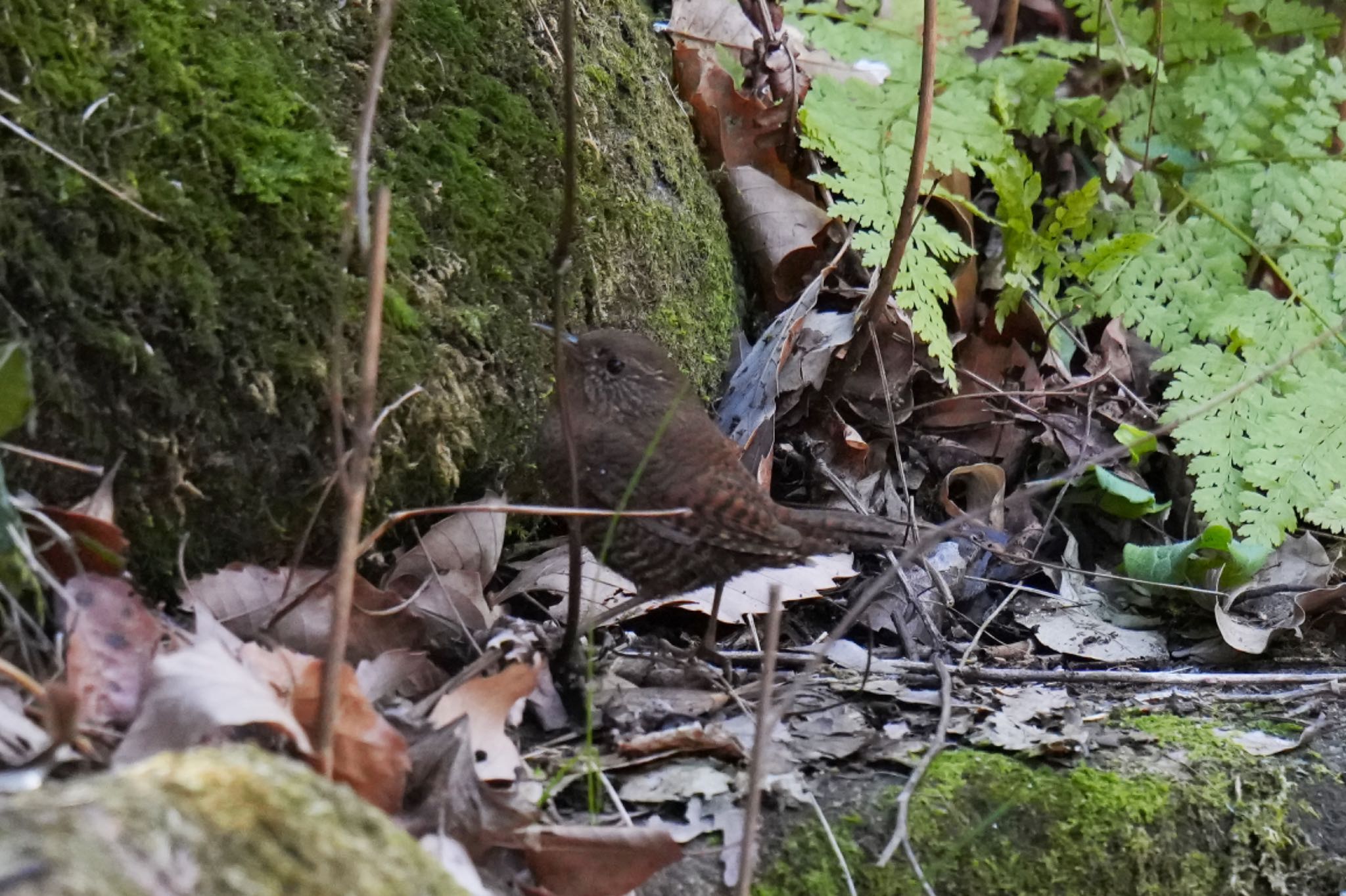 Photo of Eurasian Wren at 狭山湖 by アポちん