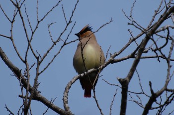 Japanese Waxwing 千波湖 Wed, 3/1/2023