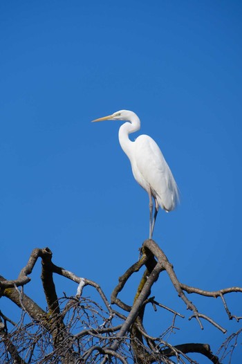 Great Egret 千波湖 Wed, 3/1/2023