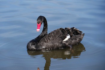 コクチョウ 千波湖 2023年3月1日(水)