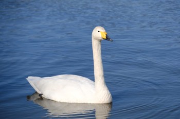 Whooper Swan 千波湖 Wed, 3/1/2023