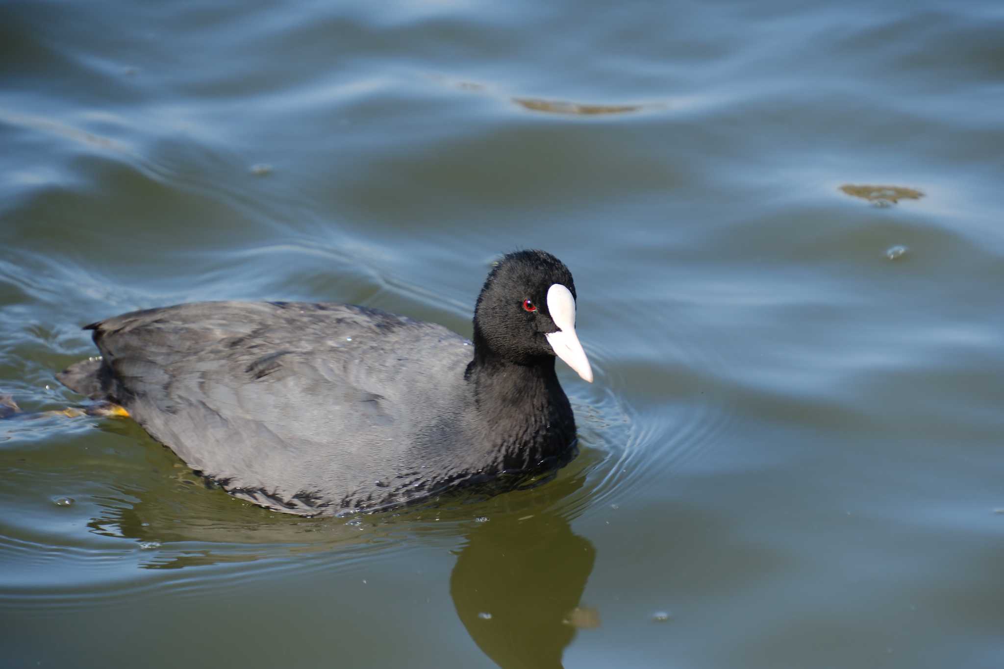 Photo of Eurasian Coot at 千波湖 by MNB EBSW