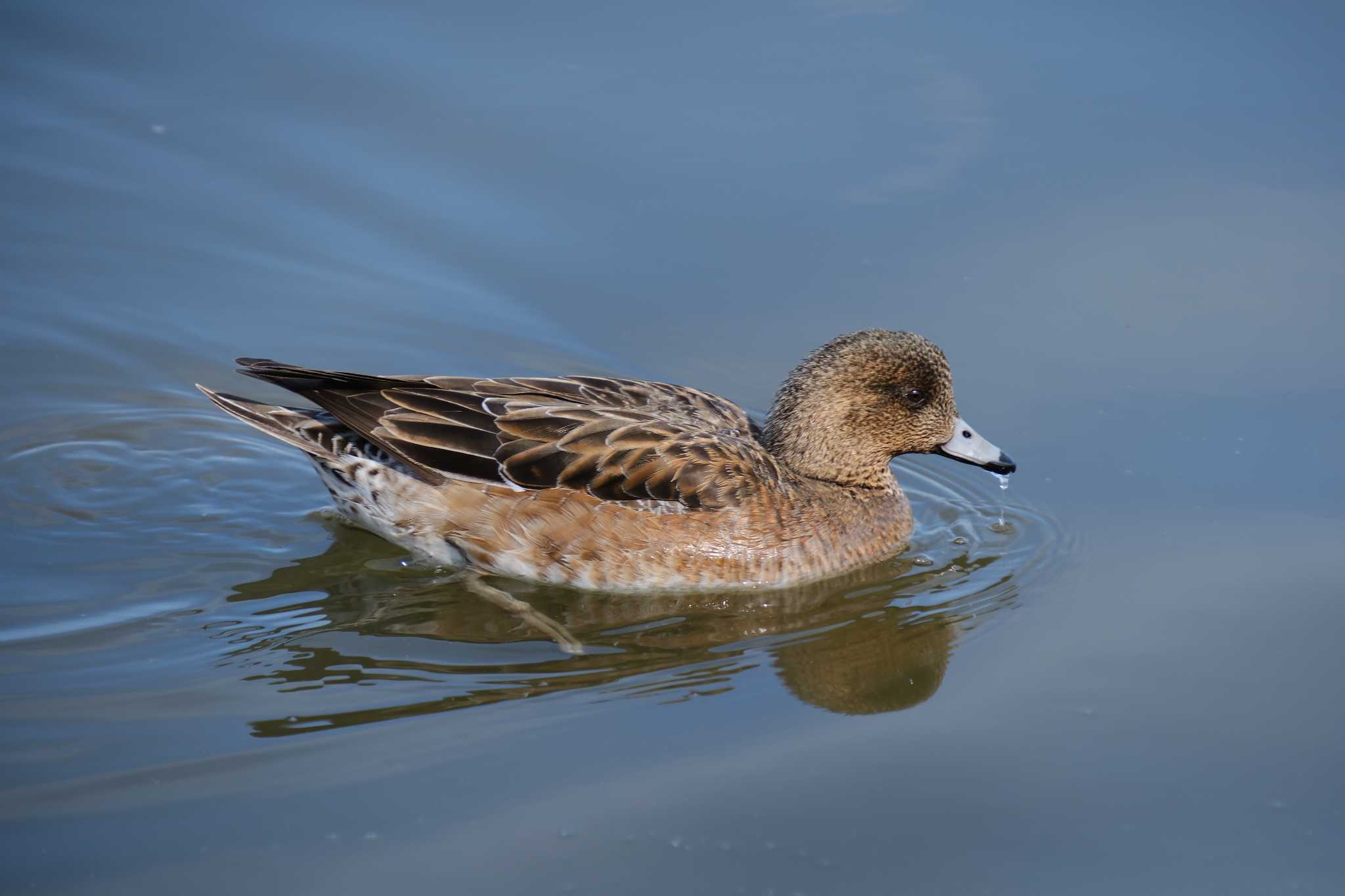 Photo of Eurasian Wigeon at 千波湖 by MNB EBSW