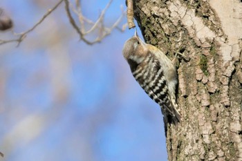 コゲラ 秋ヶ瀬公園 2023年2月11日(土)