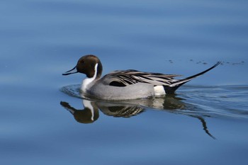 Northern Pintail 千波湖 Wed, 3/1/2023