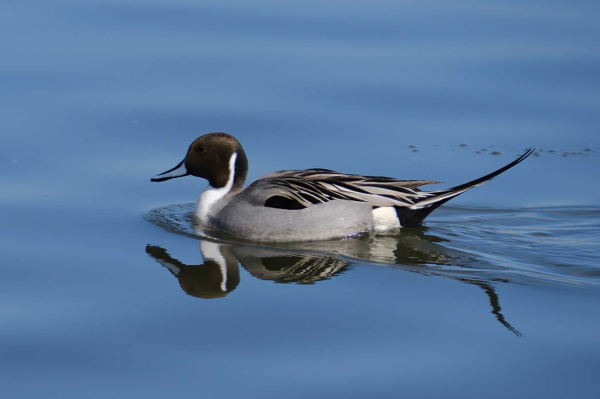 Photo of Northern Pintail at 千波湖 by MNB EBSW