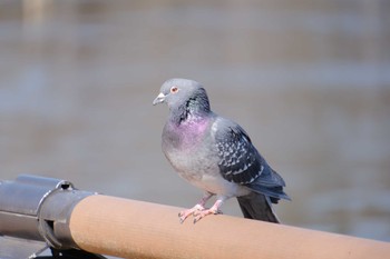 Rock Dove 千波湖 Wed, 3/1/2023