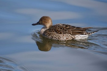 Northern Pintail 千波湖 Wed, 3/1/2023