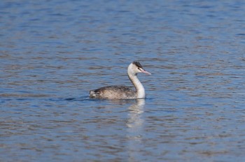 カンムリカイツブリ 千波湖 2023年3月1日(水)