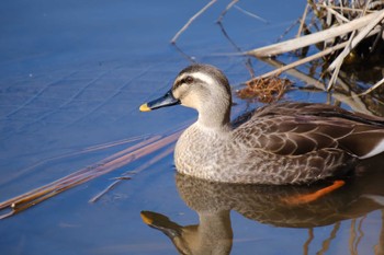 Eastern Spot-billed Duck 千波湖 Wed, 3/1/2023