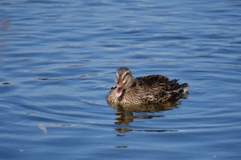 Mallard 千波湖 Wed, 3/1/2023