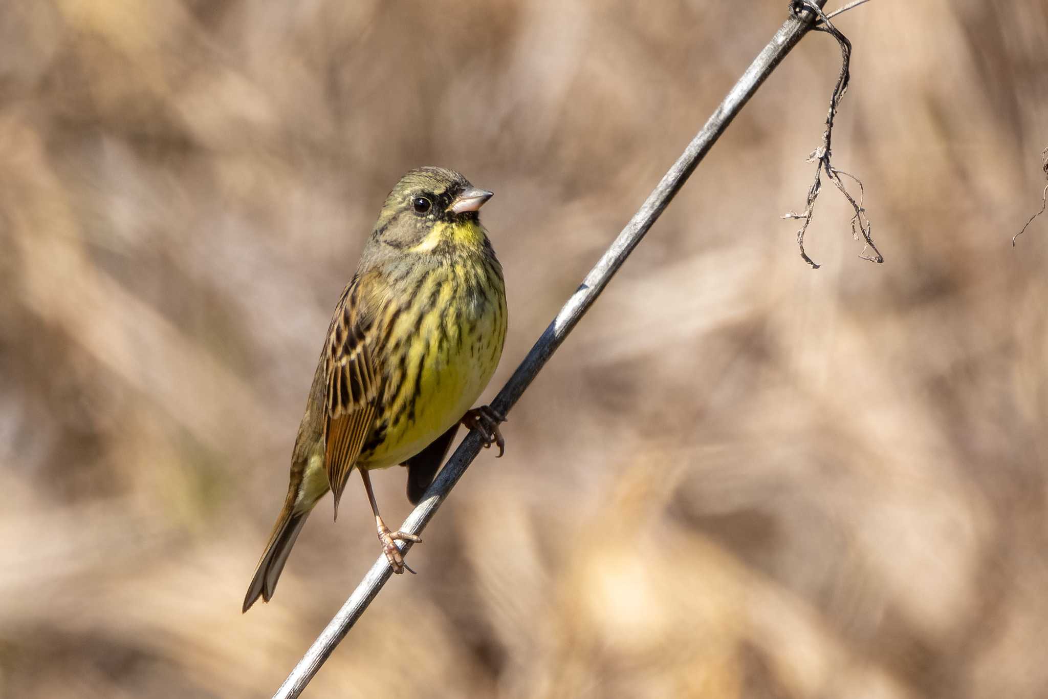 Photo of Masked Bunting at 福岡県北九州市小倉南区 by そいぎんた