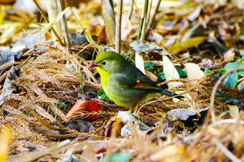 ソウシチョウ 厚木七沢森林公園 2023年2月25日(土)