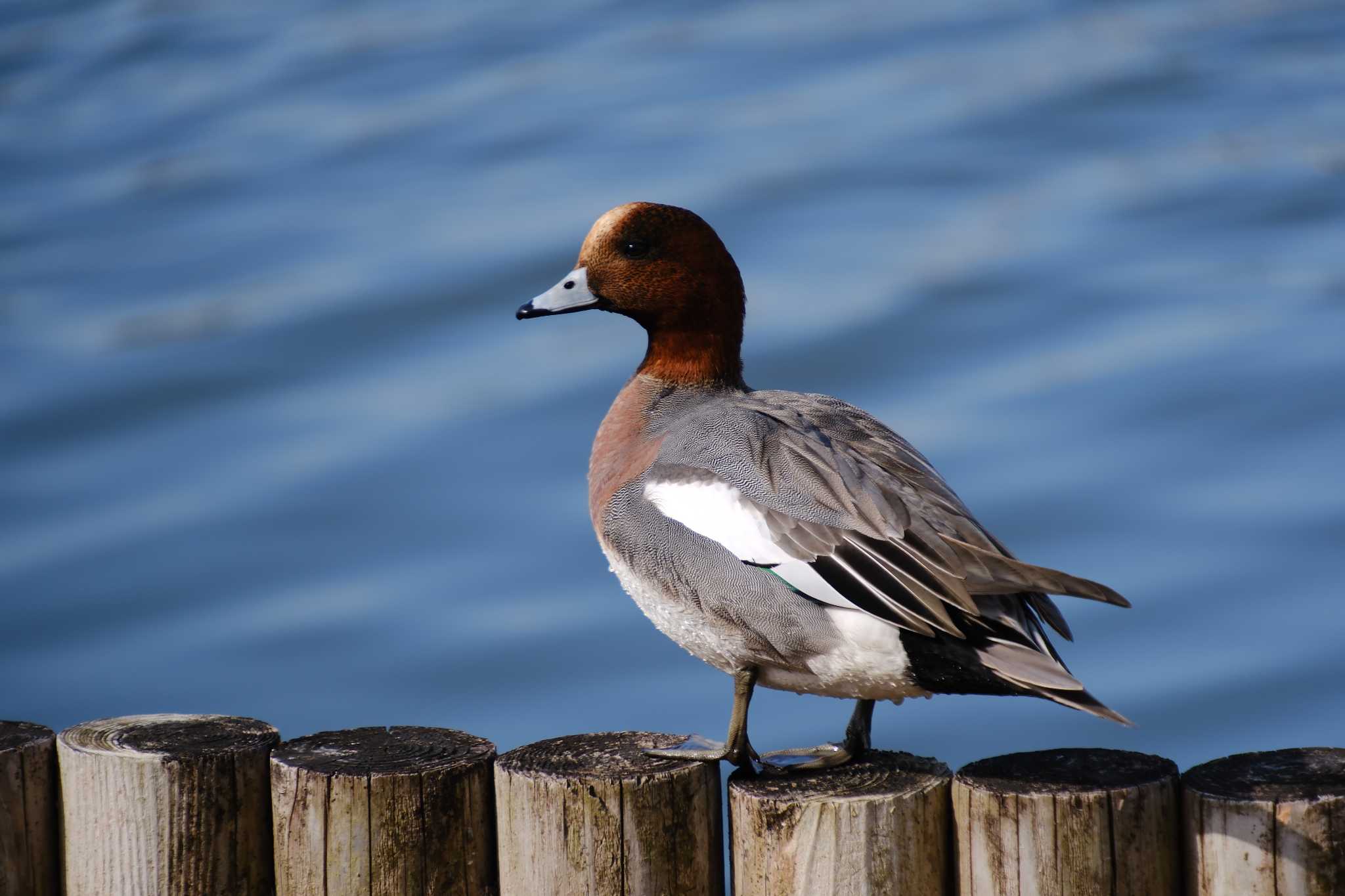 Photo of Eurasian Wigeon at 千波湖 by MNB EBSW