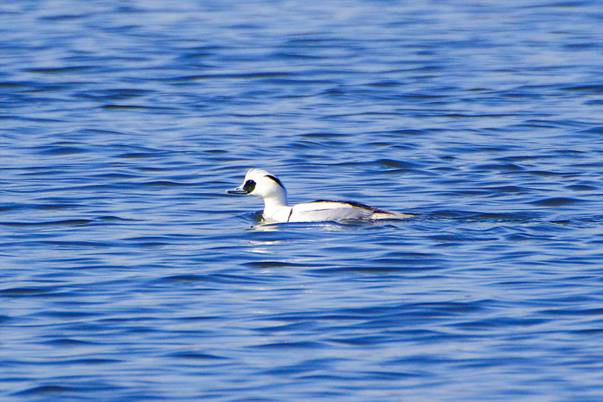 Smew