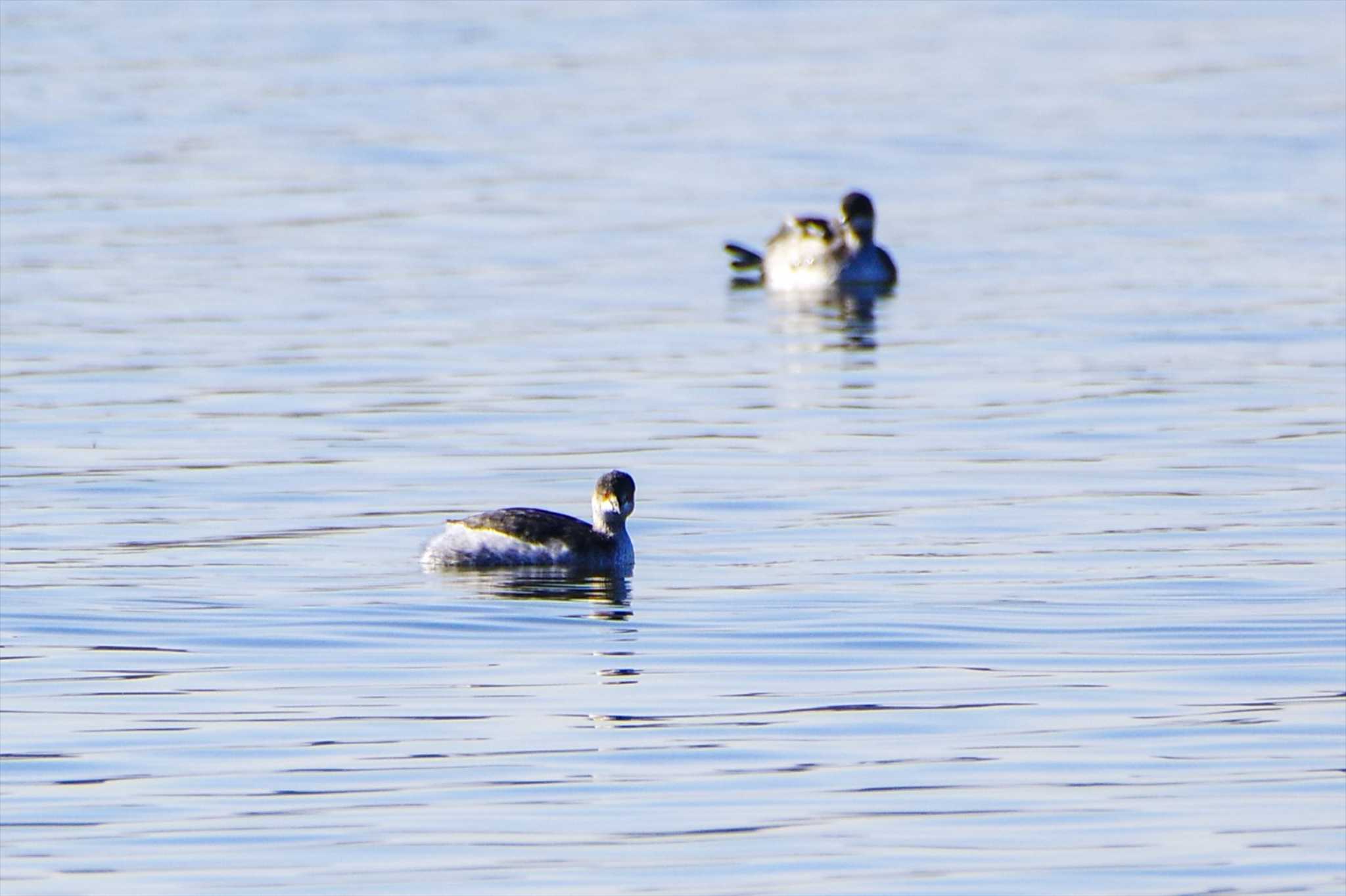 Black-necked Grebe